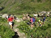 Da Lizzola salita al Passo di Bondione e al Pizzo Tre Confini, con discesa dalla Val Cerviera al Rif. Barbellino il 5 agosto 2009 - FOTOGALLERY